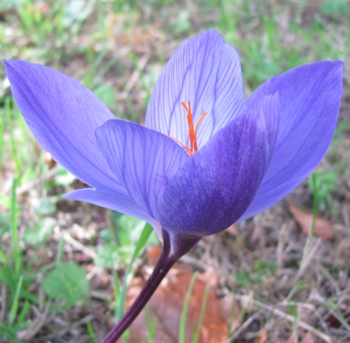 Crocus speciosus 'Oxonian' (AUT) 